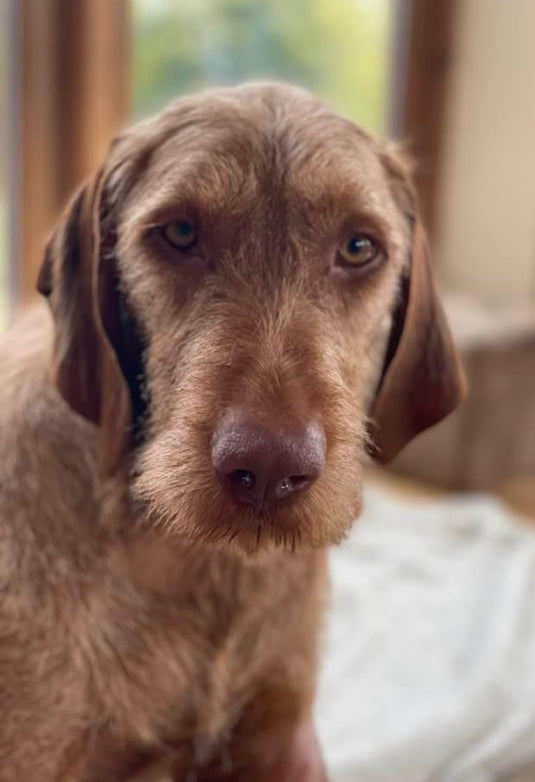 Custom_Colored_Dog_Portrait